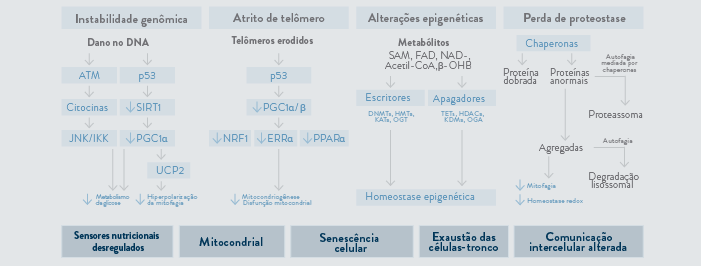 O impacto metabólico dos marcadores de longevidade.