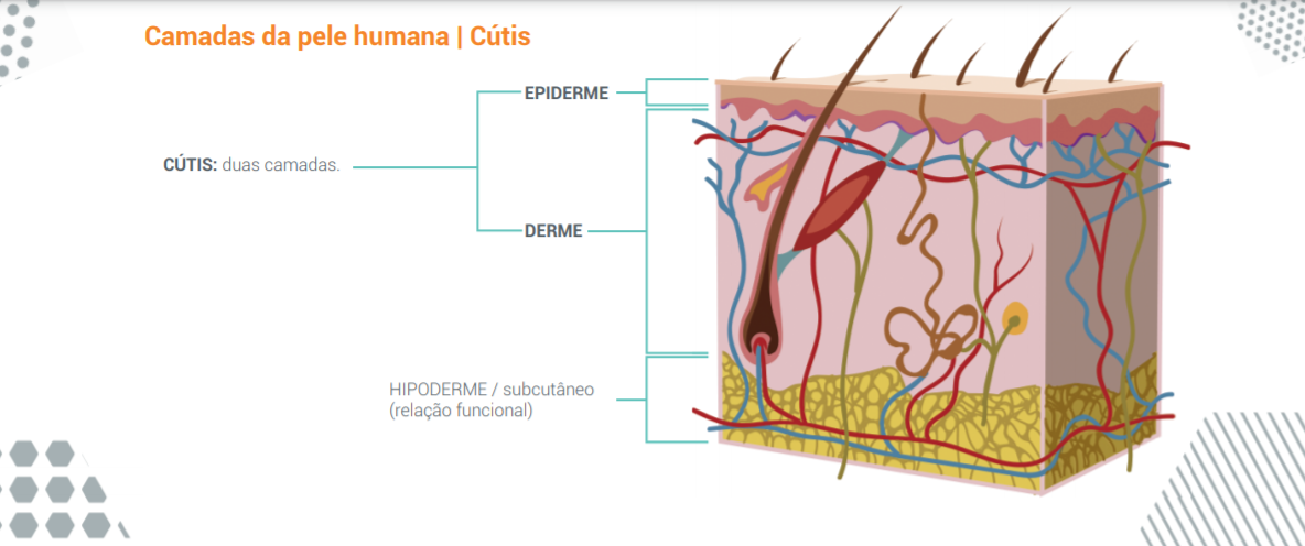Camadas da pele humana | Cútis