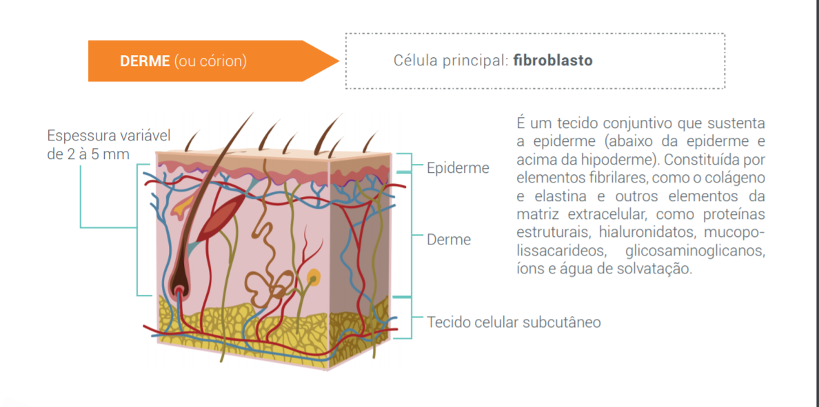 Derme