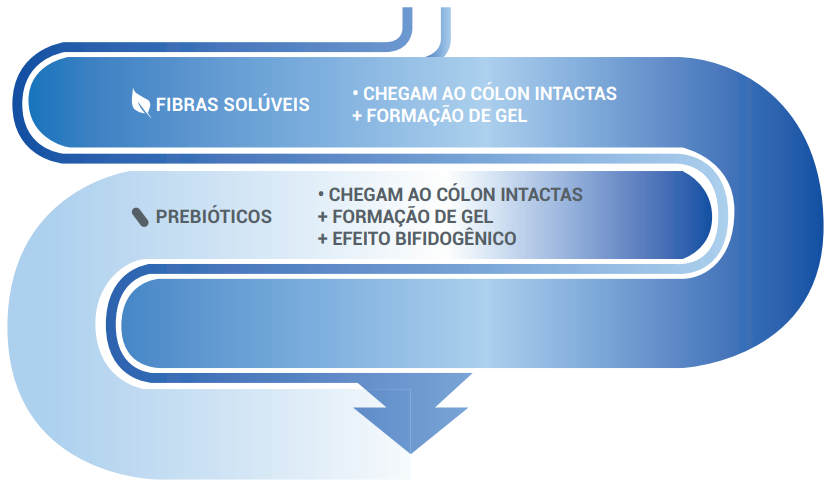 Fibras no intestino 