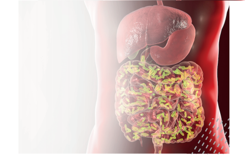 O papel das fibras solúveis na modulação da microbiota intestinal