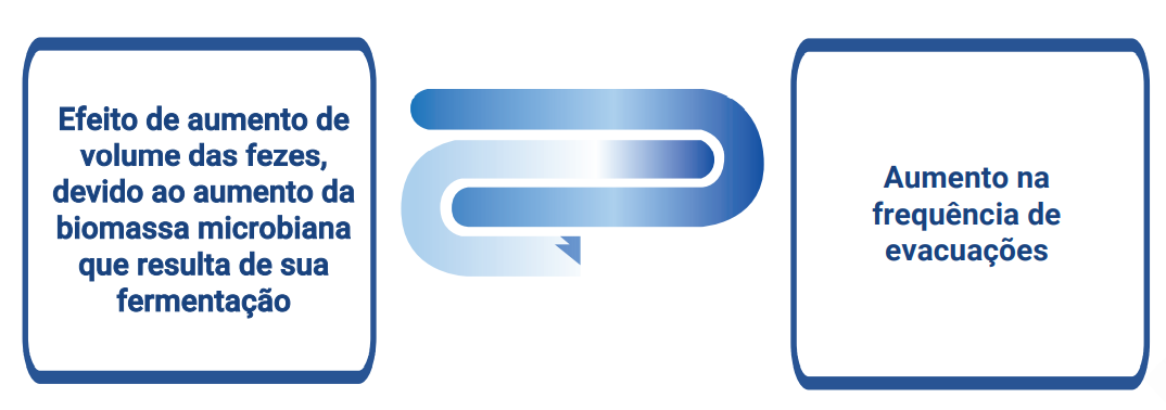 Efeito dos prebióticos na digestão 