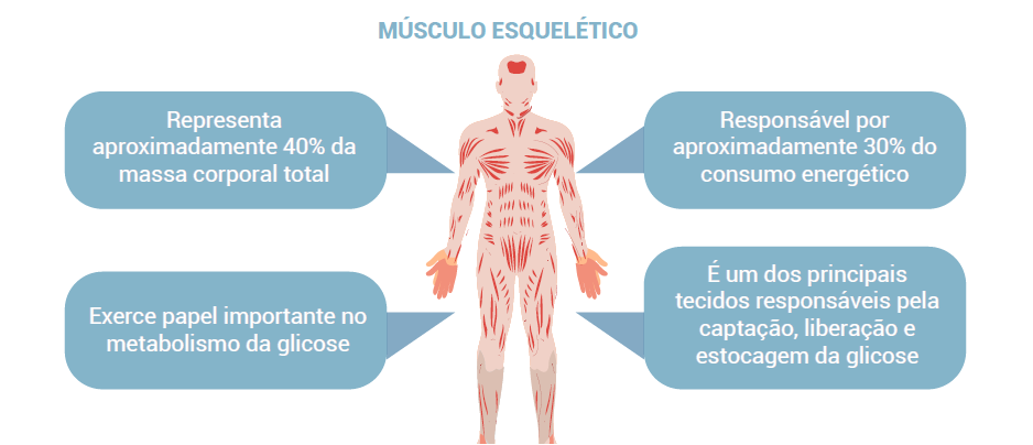 Músculo esquelético 