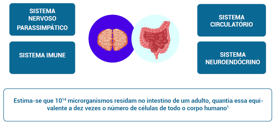 O eixo intestino–cérebro