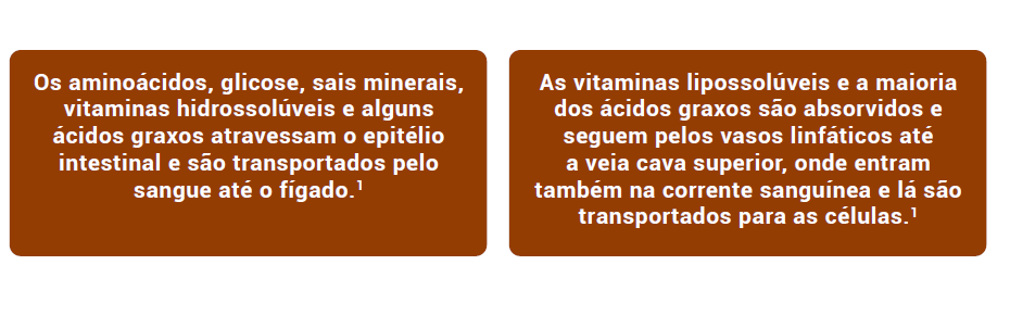 Digestão e absorção dos nutrientes