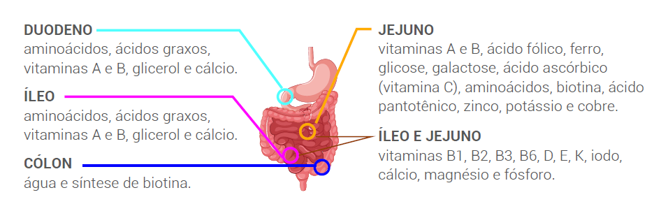 Exceto por algumas moléculas pequenas, como a cafeína, absorvida na boca e no estômago, a maior parte da absorção de nutrientes ocorre no intestino