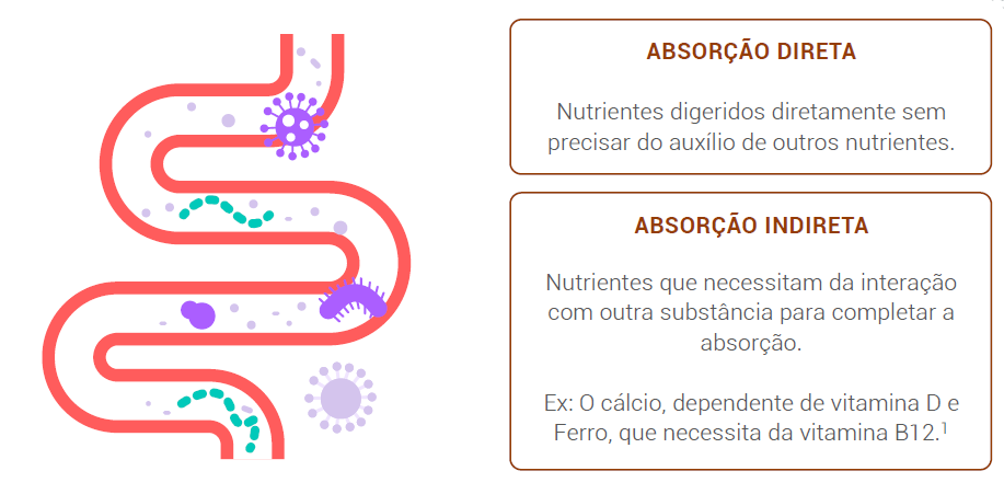 Tipos de absorção 