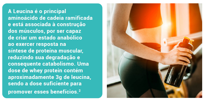A Leucina é o principal aminoácido de cadeia ramificada e está associada à construção dos músculos, por ser capaz de criar um estado anabólico ao exercer resposta na síntese de proteína muscular, reduzindo sua degradação e consequente catabolismo. Uma dose de whey protein contém aproximadamente 3g de leucina, sendo a dose suficiente para promover esses benefícios.