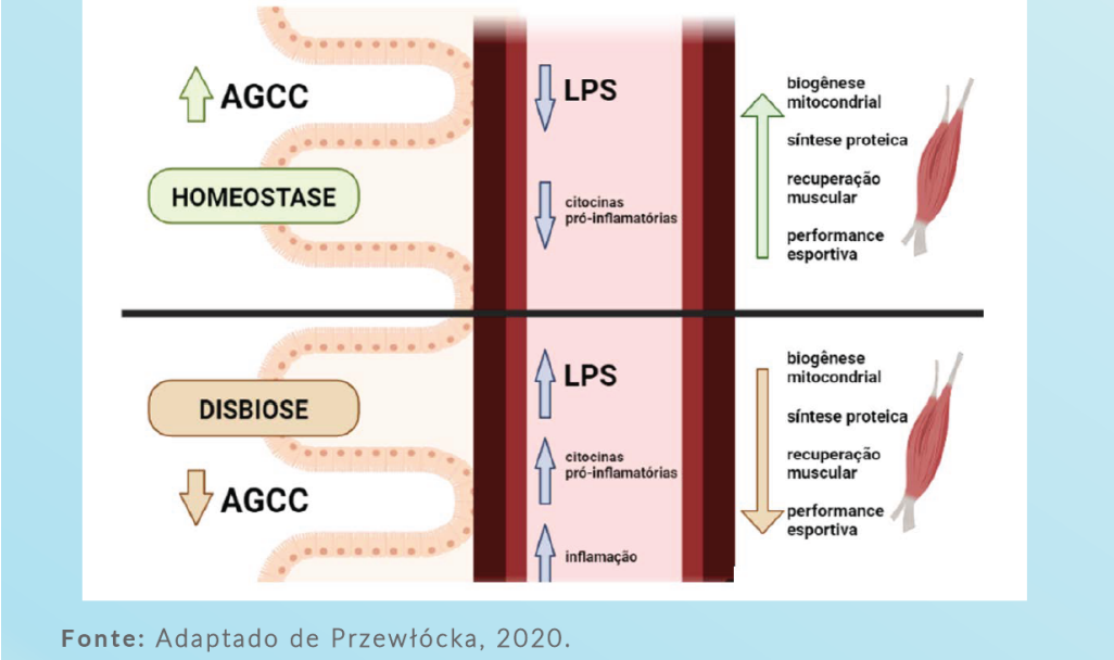 um cenário de uma má saúde intestinal, caracterizado por uma baixa capacidade de produção de ácidos graxos de cadeia curta, disbiose intestinal, desequilíbrio entre as bactérias que colonizam o intestino e maior permeabilidade intestinal, estaria associado à maior secreção de citocinas próinflamatórias e LPS (lipopolissacarídeo), no qual impactaria de maneira negativa nas adaptações promovidas pelo exercício físico, atenuando a síntese proteica através da maior ativação de vias bioquímicas 