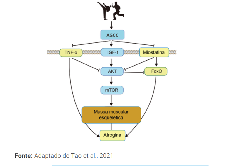 mecanismo de ação dos ácidos graxos de cadeia curta nos miócitos (células do músculo esquelético):
