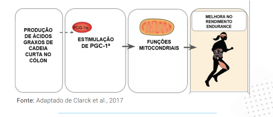 ácidos graxos de cadeia curta produzidos no intestino, teriam uma forte ligação com o aumento da expressão de PGC1- alfa, fator que predispõe a biogênese mitocondrial e, consequentemente, melhoraria o desempenho esportivo.