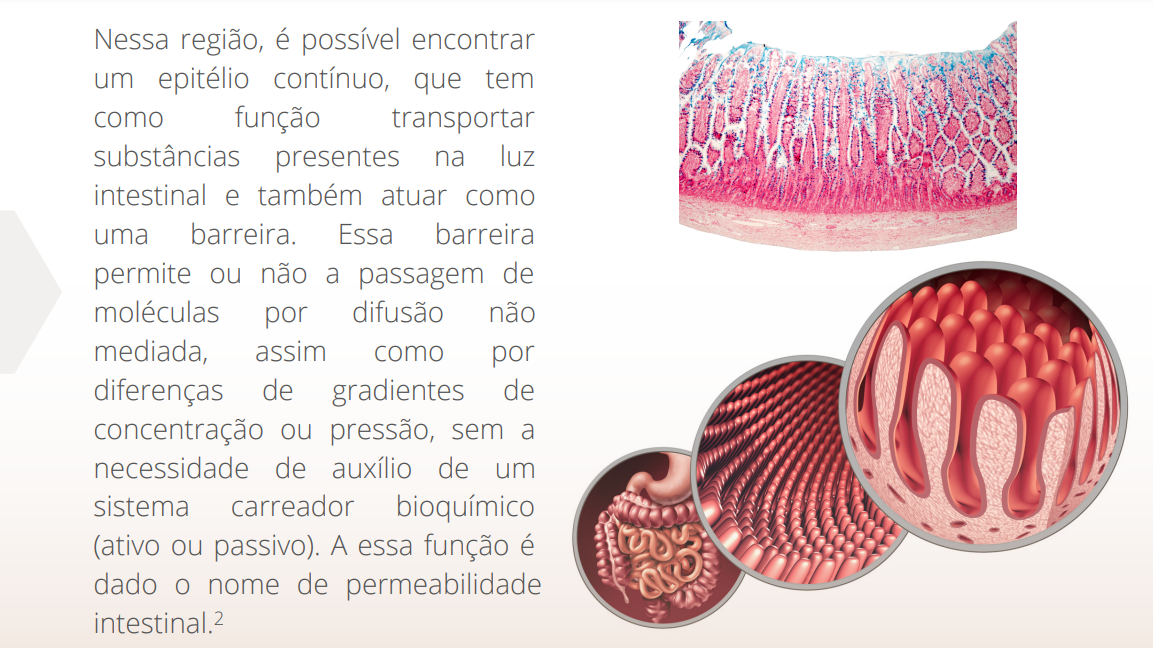 Nessa região, é possível encontrar um epitélio contínuo, que tem como função transportar substâncias presentes na luz intestinal e também atuar como uma barreira. Essa barreira permite ou não a passagem de moléculas por difusão não mediada, assim como por diferenças de gradientes de concentração ou pressão, sem a necessidade de auxílio de um sistema carreador bioquímico (ativo ou passivo). A essa função é dado o nome de permeabilidade intestinal.2