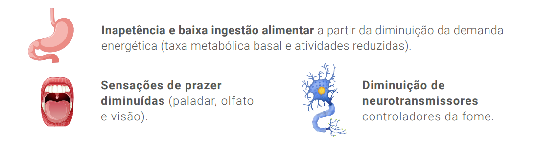 •	Inapetência e baixa ingestão alimentar a partir da diminuição da demanda energética (taxa metabólica basal e atividades reduzidas); •	Sensações de prazer diminuídas (paladar, olfato e visão); •	
