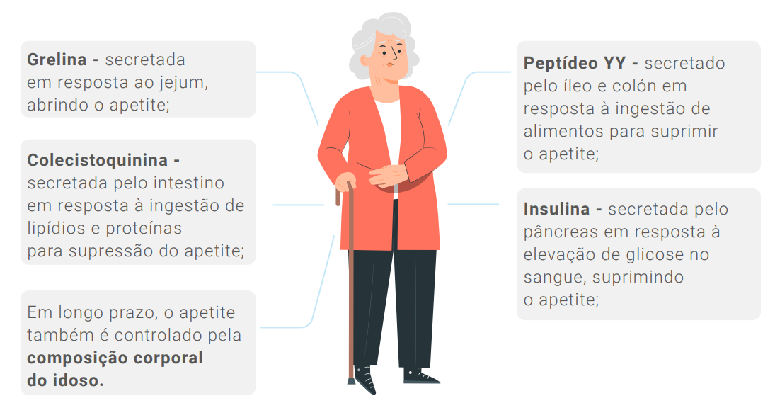•	Grelina, secretada em resposta ao jejum, abrindo o apetite. •	Peptídeo YY, secretado pelo íleo e colón em resposta à ingesta de alimentos para suprimir o apetite. •	Colecistoquinina, secretada pelo intestino em resposta à ingesta de lipídeos e proteínas para supressão do apetite. •	Insulina, secretada pelo pâncreas em resposta à elevação de glicose no sangue, suprimindo o apetite. •	No longo prazo, o apetite é também controlado pela composição corporal do idoso.