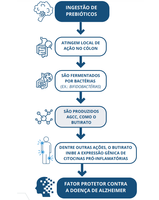 relação entre os prebióticos e a doença de Alzheimer