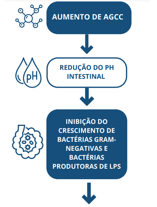 Ação dos ácidos graxos de cadeia curta (AGCC)
